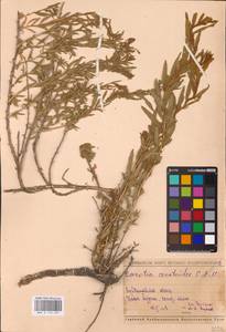 Krascheninnikovia ceratoides (L.) Gueldenst., Eastern Europe, Middle Volga region (E8) (Russia)