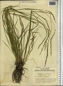 Elymus fibrosus (Schrenk) Tzvelev, Siberia, Western Siberia (S1) (Russia)