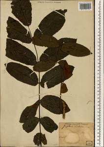 Juglans ailanthifolia Carrière, South Asia, South Asia (Asia outside ex-Soviet states and Mongolia) (ASIA) (Japan)