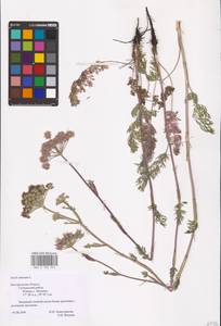 Seseli annuum L., Eastern Europe, Central forest-and-steppe region (E6) (Russia)