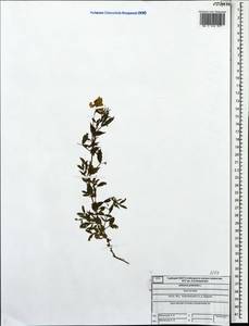 Lathyrus pratensis L., Eastern Europe, Central forest region (E5) (Russia)