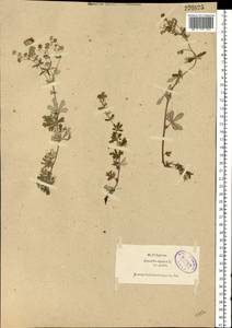 Potentilla argentea L., Eastern Europe, North-Western region (E2) (Russia)