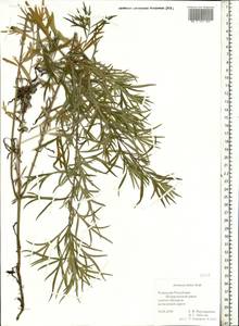 Artemisia dubia Wall. ex Besser, Eastern Europe, Middle Volga region (E8) (Russia)