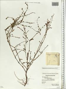 Polygonum patulum M.Bieb., Eastern Europe, Rostov Oblast (E12a) (Russia)