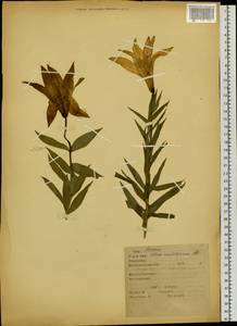 Lilium, Siberia, Russian Far East (S6) (Russia)