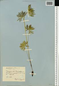 Aconitum anthora L., Eastern Europe, Eastern region (E10) (Russia)