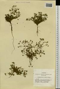 Chamaerhodos erecta (L.) Bunge, Siberia, Altai & Sayany Mountains (S2) (Russia)