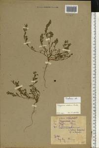 Polygonum arenastrum subsp. calcatum (Lindm.) Wisskirchen, Eastern Europe, North-Western region (E2) (Russia)