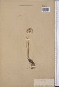 Allium rubens Schrad. ex Willd., Middle Asia, Dzungarian Alatau & Tarbagatai (M5) (Kazakhstan)