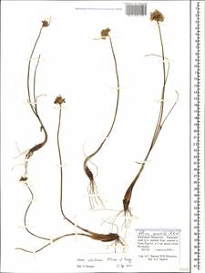 Allium saxatile M.Bieb. , nom. cons. prop., Caucasus, Stavropol Krai, Karachay-Cherkessia & Kabardino-Balkaria (K1b) (Russia)