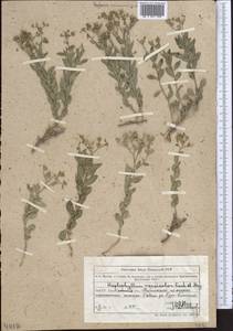 Haplophyllum versicolor Fisch. & C. A. Mey., Middle Asia, Muyunkumy, Balkhash & Betpak-Dala (M9) (Kazakhstan)
