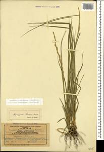 Thinopyrum intermedium subsp. intermedium, Caucasus, Azerbaijan (K6) (Azerbaijan)