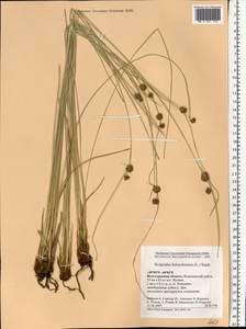 Scirpoides holoschoenus (L.) Soják, Eastern Europe, Lower Volga region (E9) (Russia)