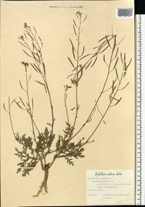 Diplotaxis tenuifolia subsp. cretacea (Kotov) Sobrino Vesperinas, Eastern Europe, Central forest-and-steppe region (E6) (Russia)