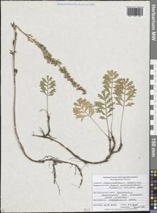 Artemisia latifolia Ledeb., Eastern Europe, Central forest-and-steppe region (E6) (Russia)