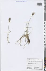 Calamagrostis purpurea (Trin.) Trin., Siberia, Central Siberia (S3) (Russia)