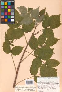 Rubus sulcatus Vest, Eastern Europe, Moscow region (E4a) (Russia)