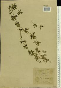 Galium tricornutum Dandy, Eastern Europe, North-Western region (E2) (Russia)