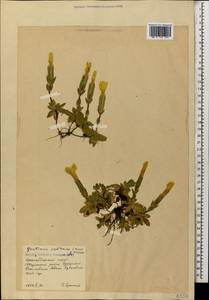 Gentiana verna subsp. oschtenica (Kuzn.) J. J. Halda, Caucasus, Krasnodar Krai & Adygea (K1a) (Russia)