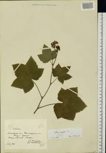 Rubus odoratus L., Eastern Europe, Moscow region (E4a) (Russia)