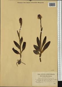 Neotinea dietrichiana (Bogenh.) H.Kretzschmar, Eccarius & H.Dietr., Western Europe (EUR) (Italy)
