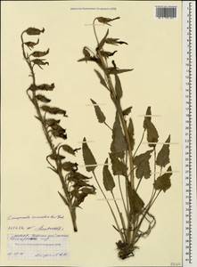 Campanula sarmatica Ker Gawl., Caucasus, North Ossetia, Ingushetia & Chechnya (K1c) (Russia)