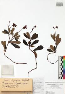 Chimaphila umbellata subsp. umbellata, Eastern Europe, Moscow region (E4a) (Russia)