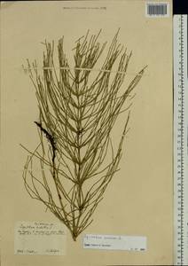 Equisetum arvense L., Eastern Europe, Central forest-and-steppe region (E6) (Russia)