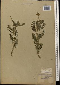Oxytropis pilosa (L.)DC., Caucasus, Krasnodar Krai & Adygea (K1a) (Russia)