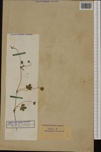 Potentilla reptans L., Western Europe (EUR) (Germany)