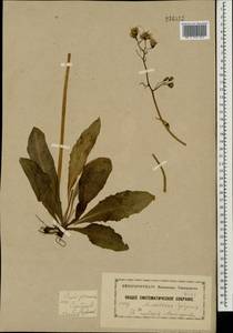 Crepis praemorsa (L.) Tausch, Eastern Europe, Moscow region (E4a) (Russia)