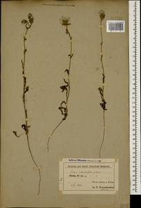 Crepis foetida subsp. rhoeadifolia (M. Bieb.) Celak., Caucasus, Azerbaijan (K6) (Azerbaijan)