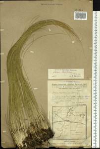 Helictotrichon desertorum (Less.) Pilg., Siberia, Western Siberia (S1) (Russia)