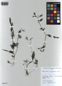 Ranunculus trichophyllus Chaix, Siberia, Altai & Sayany Mountains (S2) (Russia)