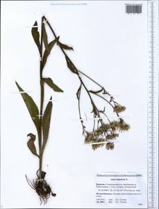 Aster tataricus L. fil., Siberia, Baikal & Transbaikal region (S4) (Russia)