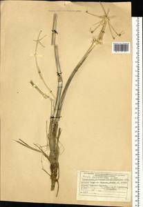 Ferula sibirica Willd., Middle Asia, Muyunkumy, Balkhash & Betpak-Dala (M9) (Kazakhstan)