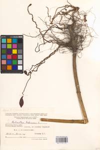 Helianthus tuberosus L., Eastern Europe, Moscow region (E4a) (Russia)