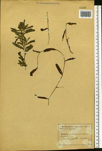 Potamogeton crispus L., Eastern Europe, Northern region (E1) (Russia)