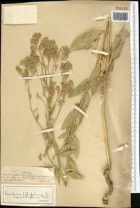 Lepidium latifolium L., Middle Asia, Muyunkumy, Balkhash & Betpak-Dala (M9) (Kazakhstan)