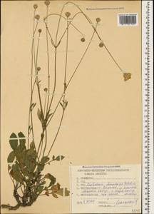 Cephalaria dagestanica Bobrov, Caucasus, Dagestan (K2) (Russia)