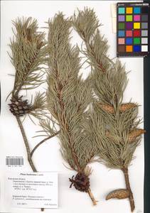 Pinus banksiana Lamb., Eastern Europe, Central region (E4) (Russia)