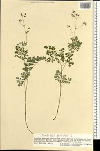 Thalictrum foetidum L., Mongolia (MONG) (Mongolia)