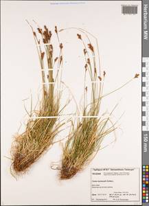 Carex lachenalii Schkuhr , nom. cons., Siberia, Central Siberia (S3) (Russia)