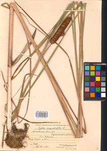 Typha angustifolia L., Eastern Europe, Moscow region (E4a) (Russia)