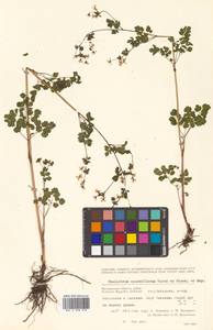 Thalictrum sparsiflorum Turcz. ex Fisch. & C. A. Mey., Siberia, Chukotka & Kamchatka (S7) (Russia)