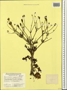 Ranunculus oxyspermus Willd., Crimea (KRYM) (Russia)