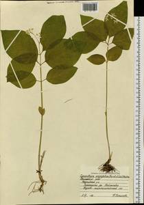 Vincetoxicum ascyrifolium Franch. & Sav., Siberia, Russian Far East (S6) (Russia)