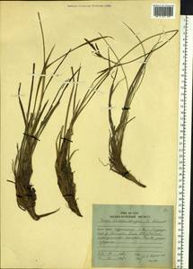 Carex middendorffii F.Schmidt, Siberia, Russian Far East (S6) (Russia)