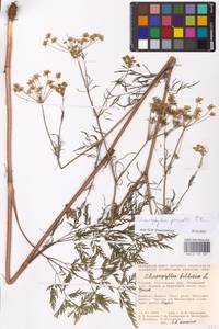 Chaerophyllum prescottii DC., Eastern Europe, Rostov Oblast (E12a) (Russia)