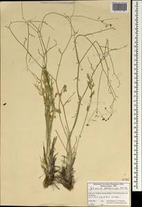 Dichoropetalum platycarpum (Boiss.) Pimenov & Kljuykov, South Asia, South Asia (Asia outside ex-Soviet states and Mongolia) (ASIA) (Iran)